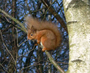 Red Squirrel - February 2011
