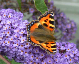 Small Tortoise Shell Butterfly - June 2011