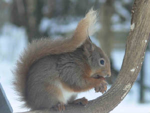 Red Squirrel - December 2011