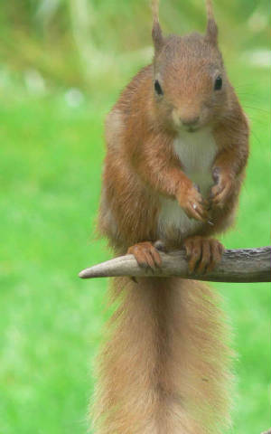 Red Squirrel - April 2011