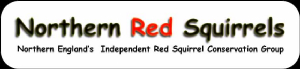 NorthernRedSquirrels2.jpg