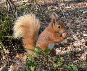 Red Squirrel - August 2011