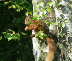 Red Squirrel - March 2011