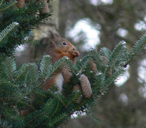 Red Squirrel - January 2011