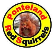 Ponteland Red Squirrels