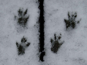 Snowyfootprints.jpg