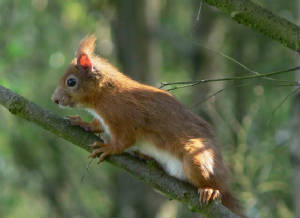 Red Squirrel - July 2011