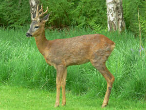Roe Deer Stag - September 2011