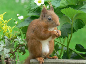 Red Squirrel - May 2011