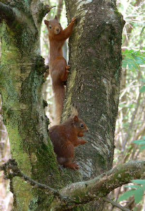 2 Red Squirrels - November 2011