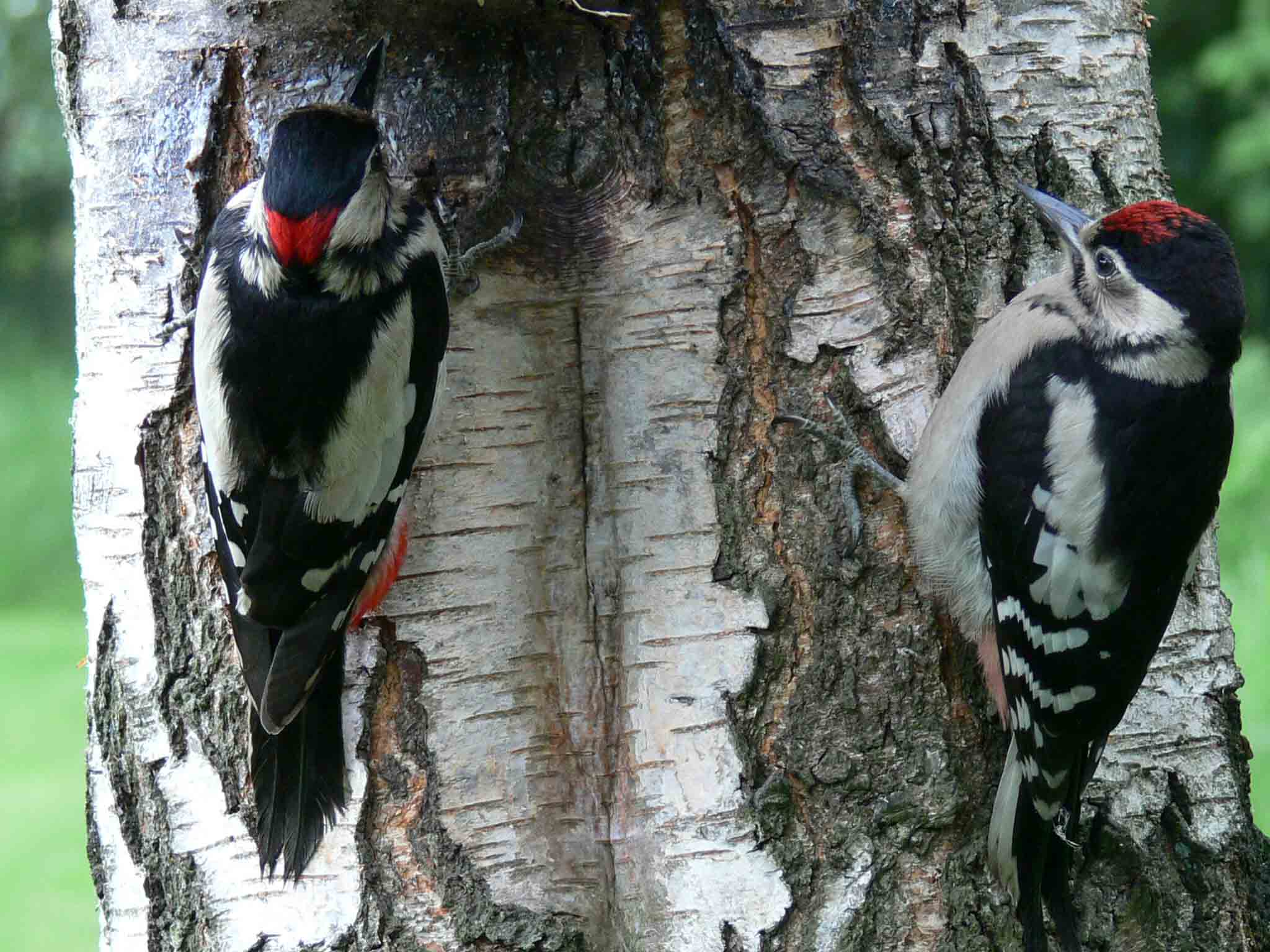 2Woodies06Woodpeckers-crop.jpg