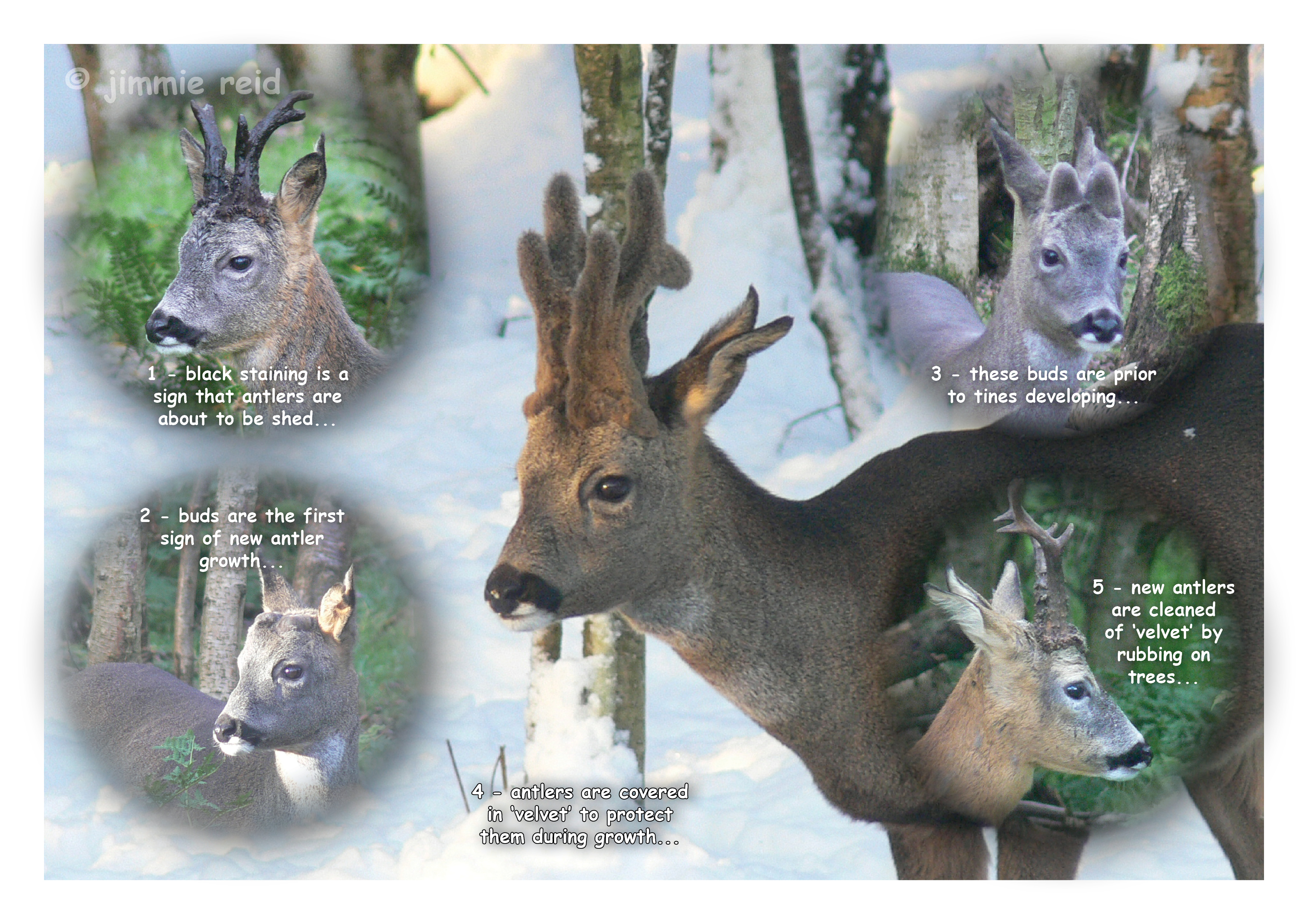 Roe Deer Stag Antler Growth - February 2014