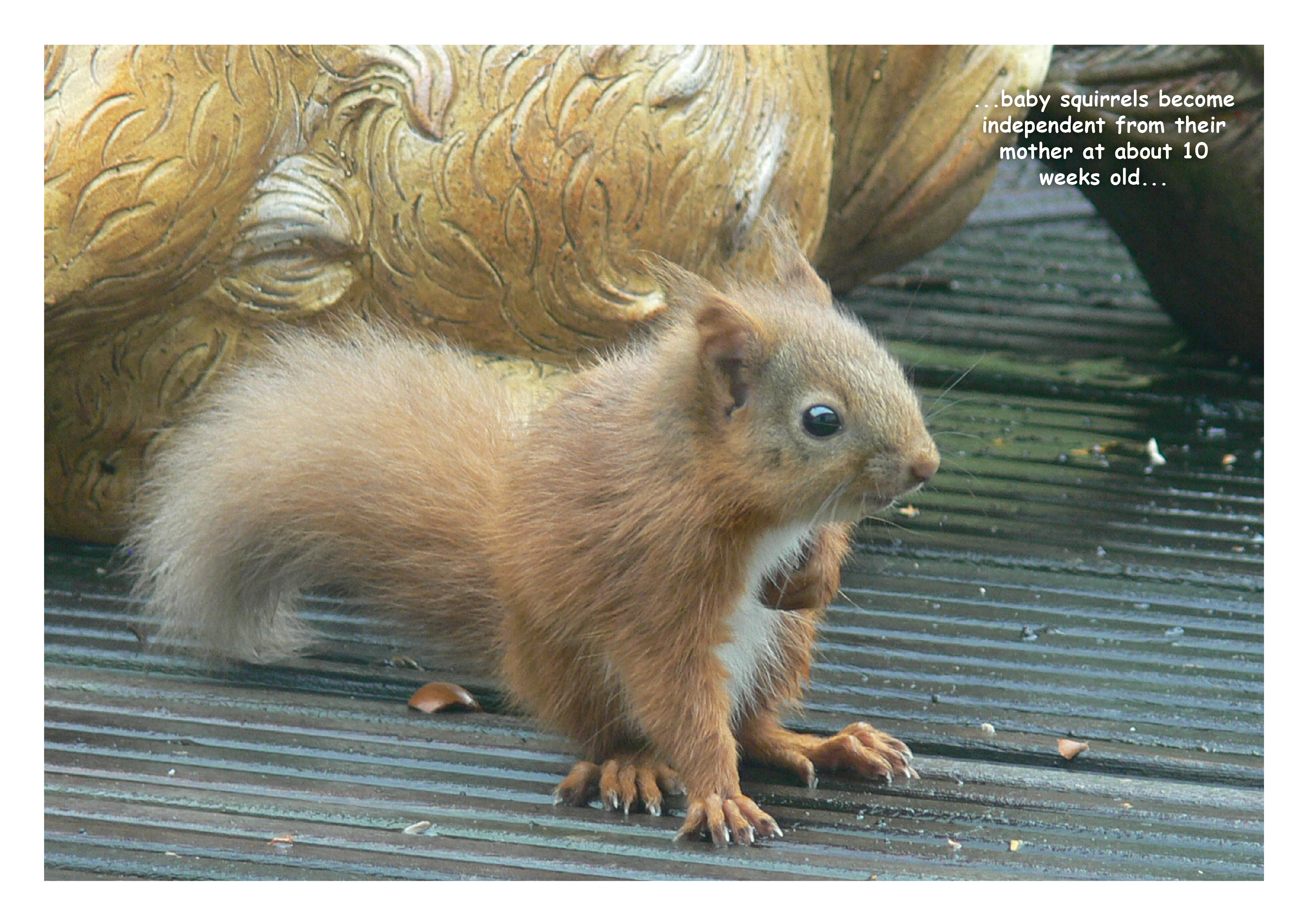 Baby Red Squirrel - March 2014