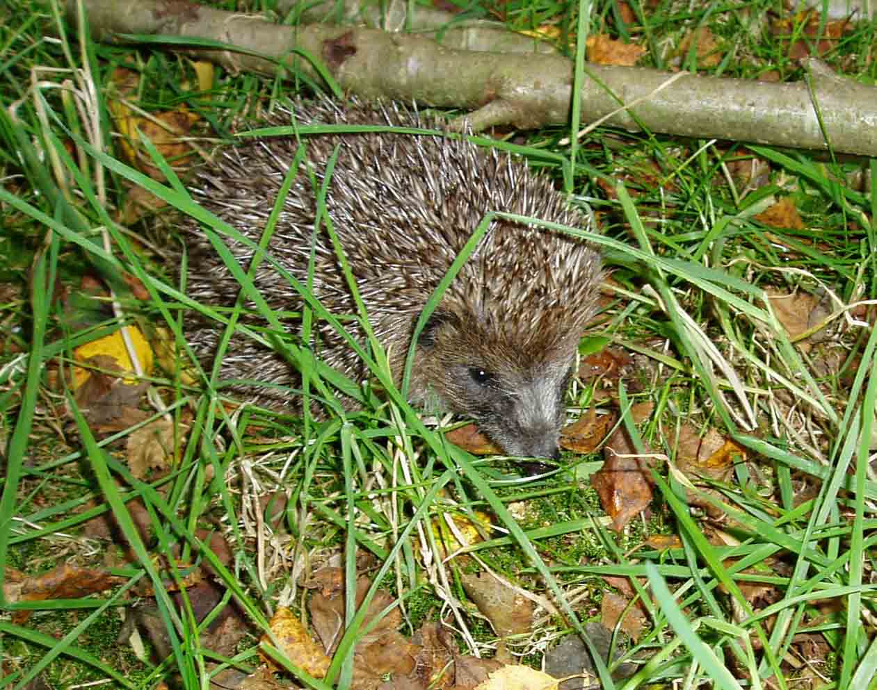 Hedgehog - February 2010