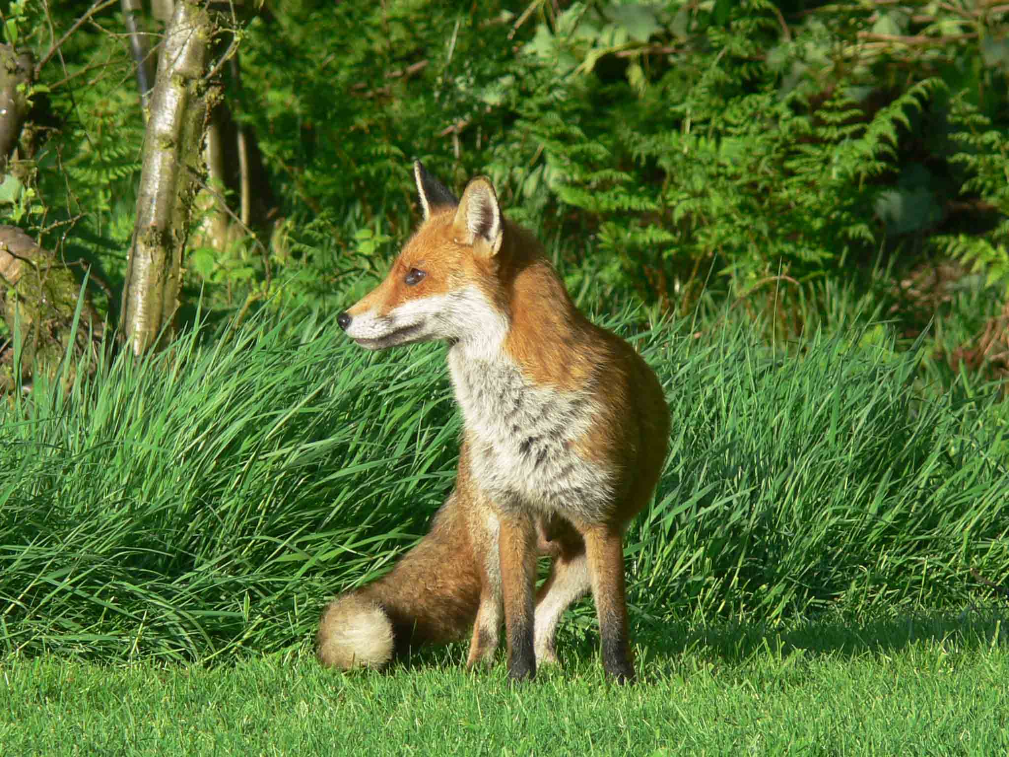 Vixen - October 2010