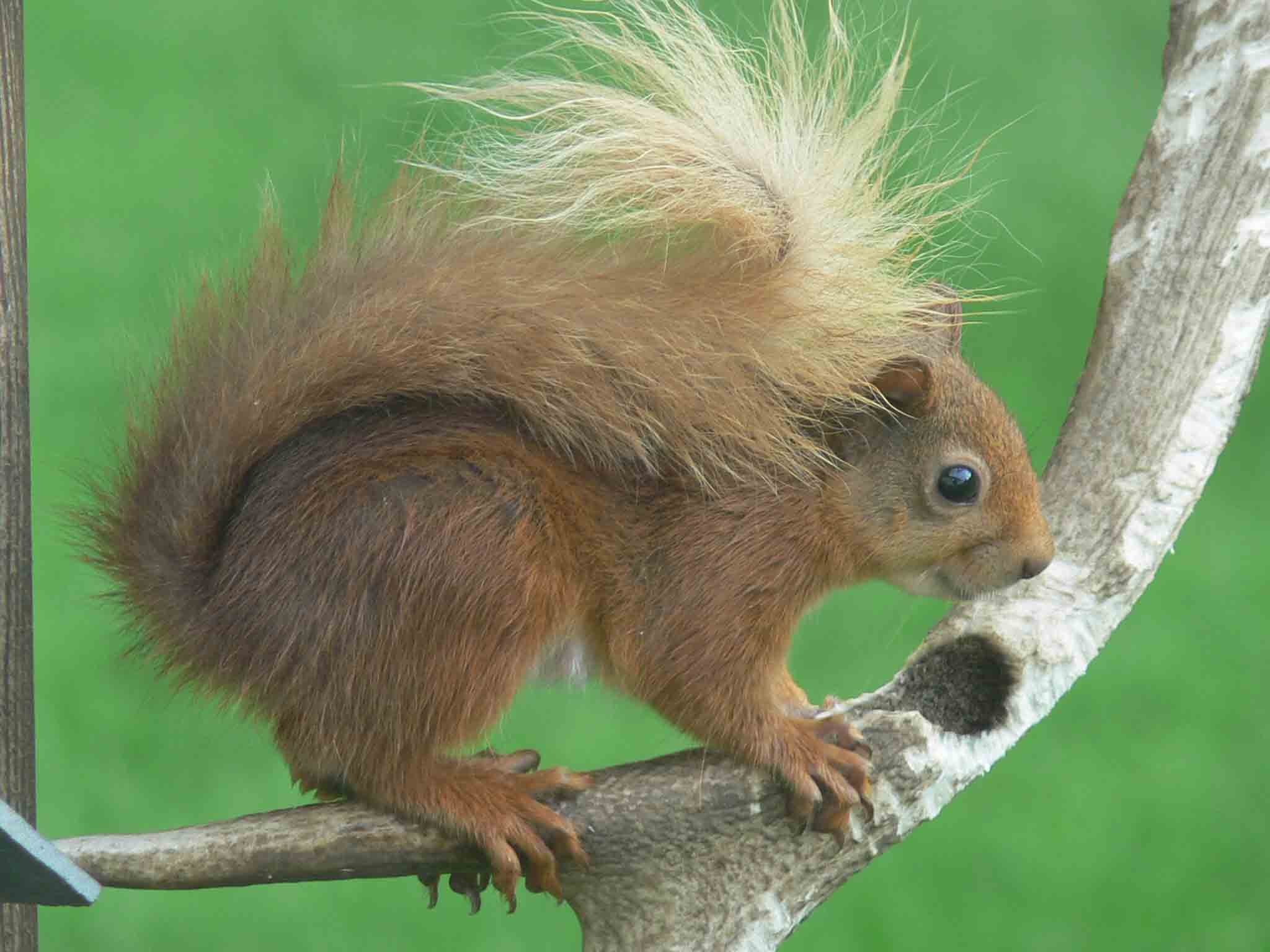 Red Squirrel - September 2010