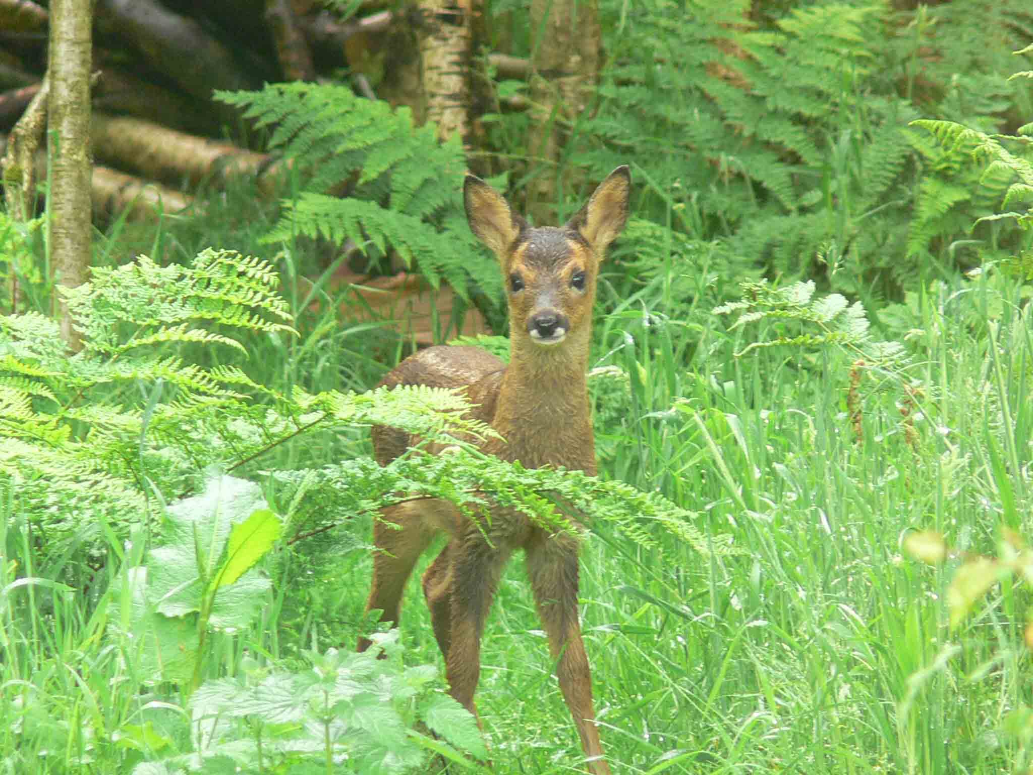 Roe Deer Kid - April 2010