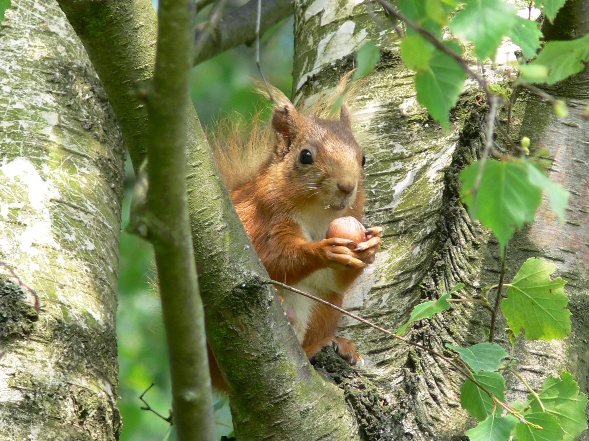 Red Squirrel with Hazelnut - July 2014