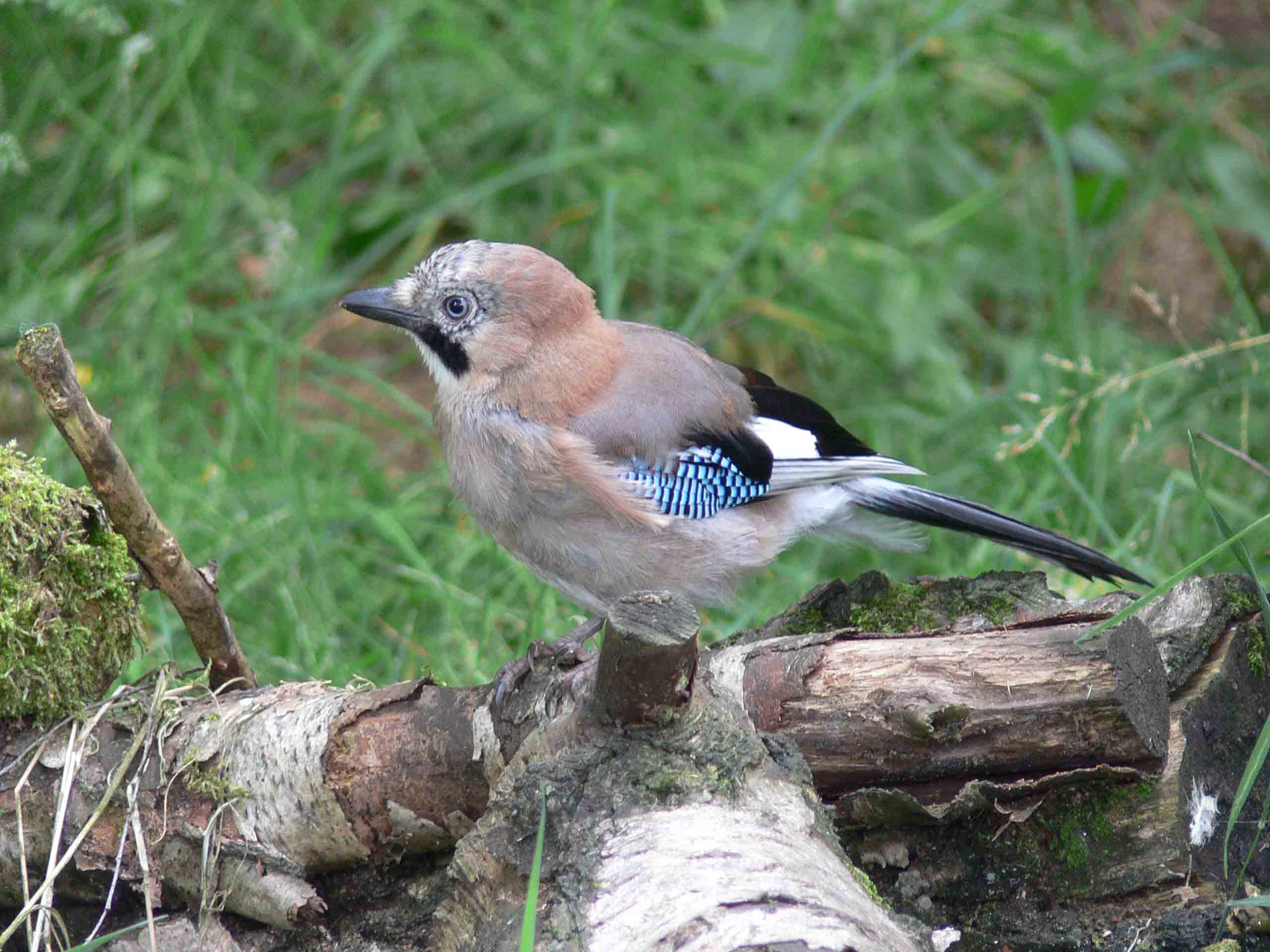 Jay - June 2010