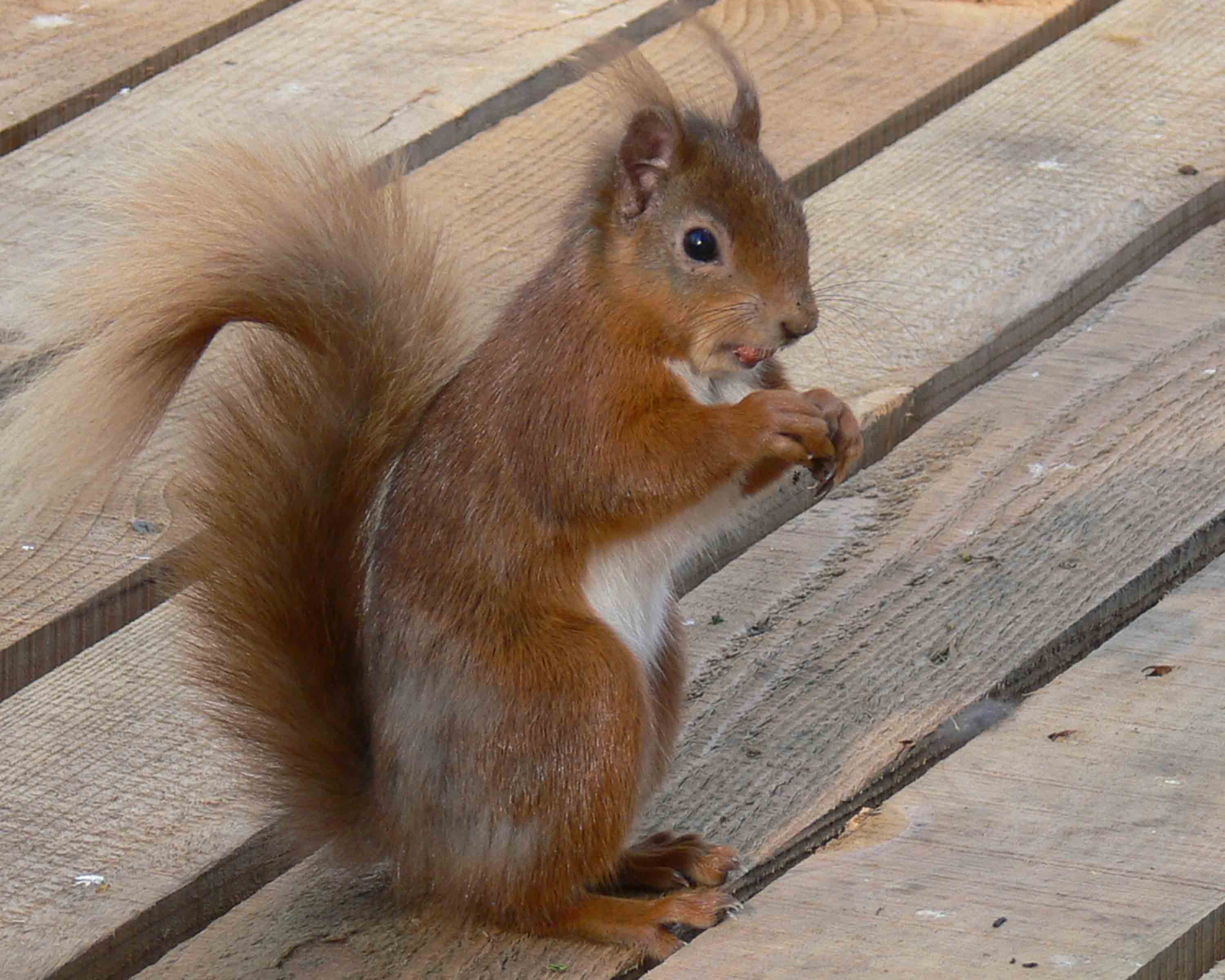 Red Squirrel - March 2010