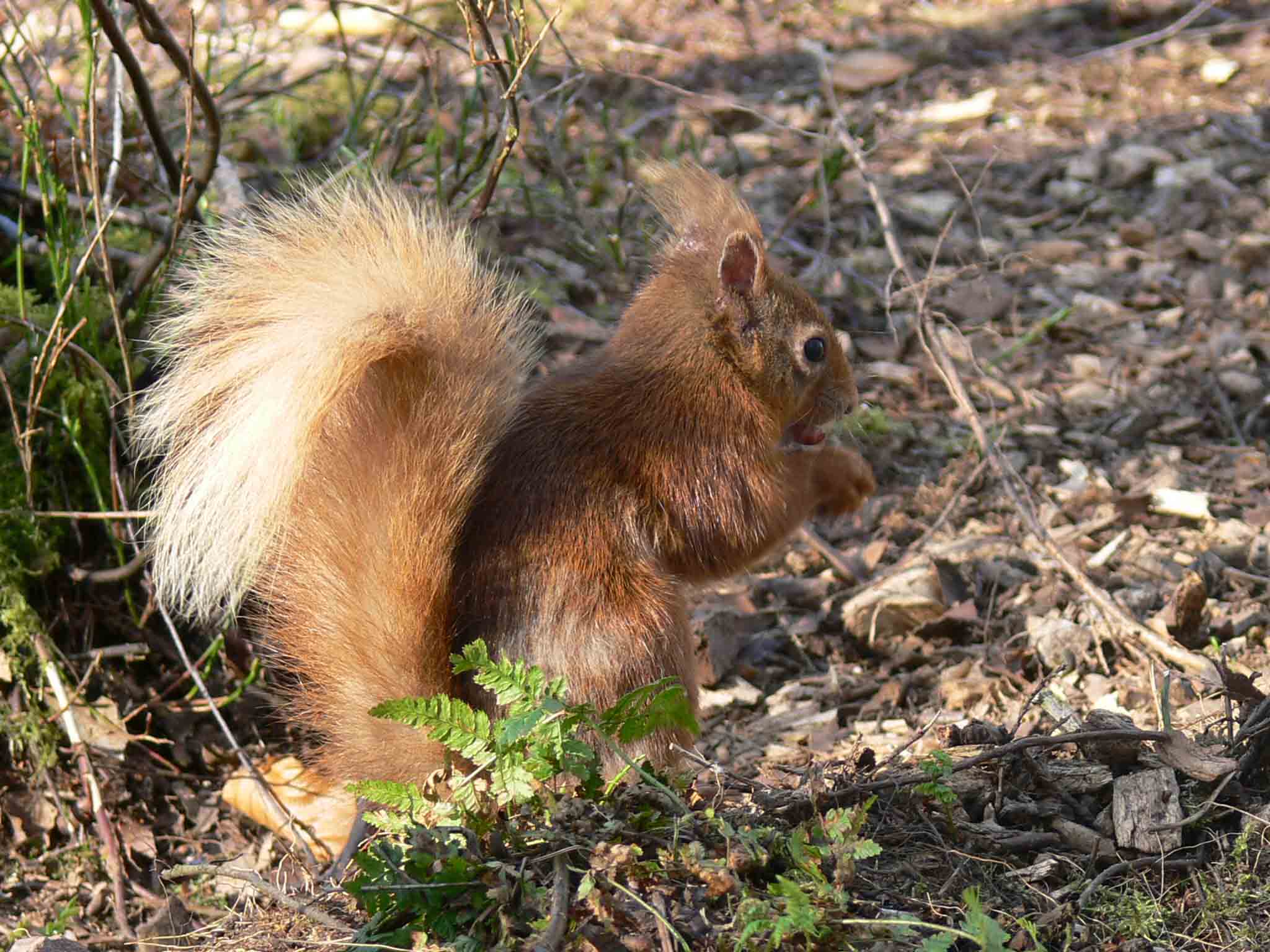 Red Squirrels - August 2010
