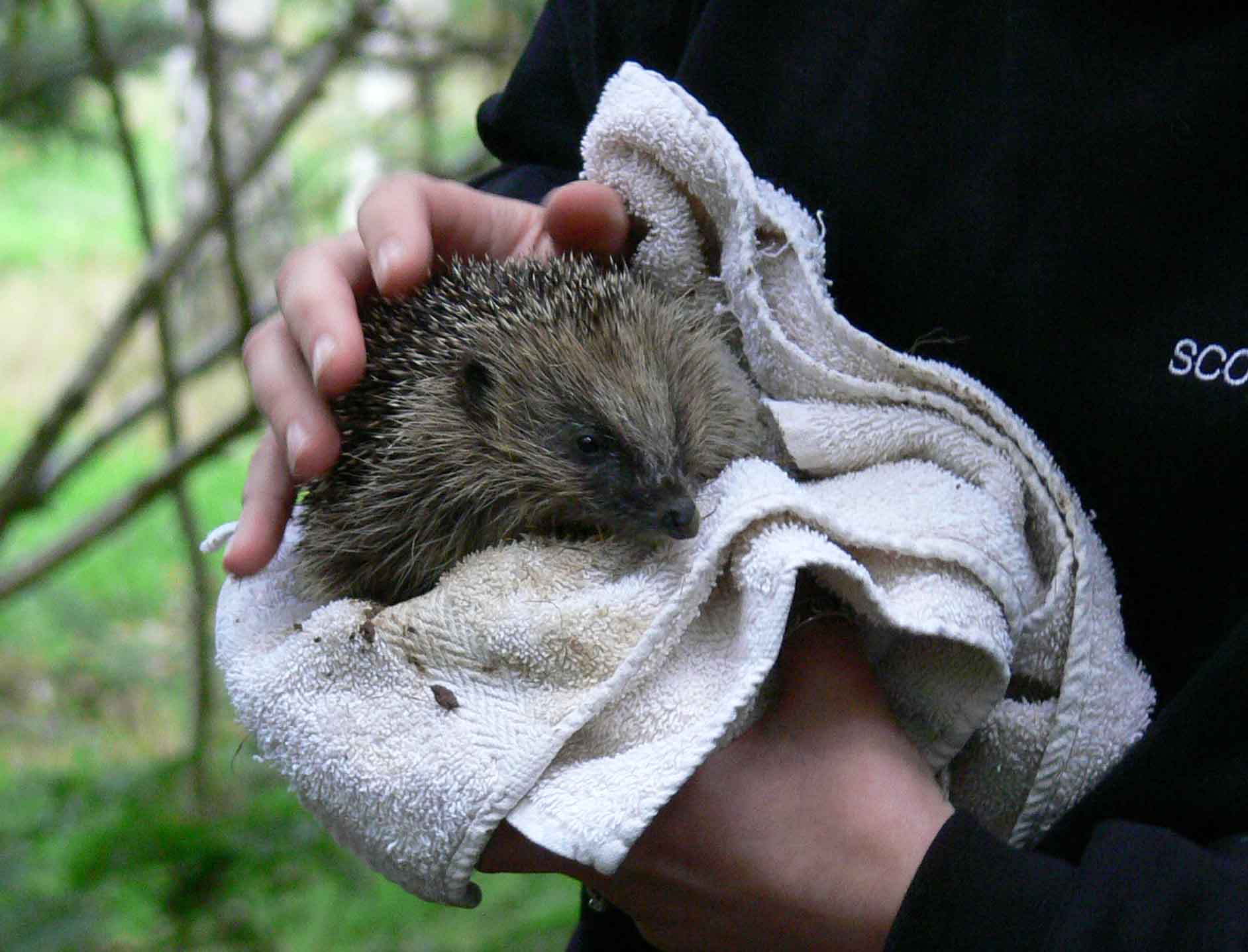 Scottish SPCA officer with hoglet