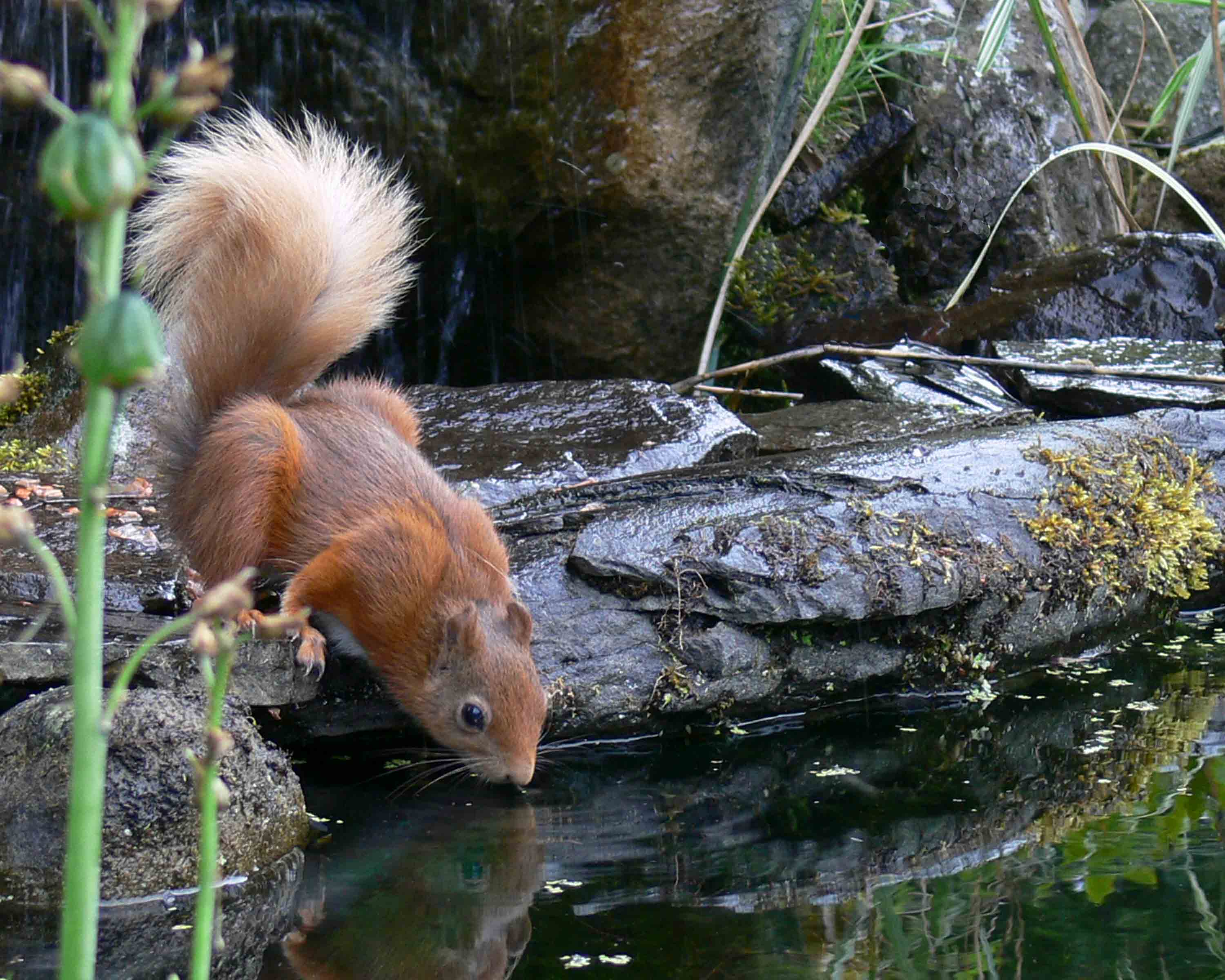 Red Squirrel - November 2010