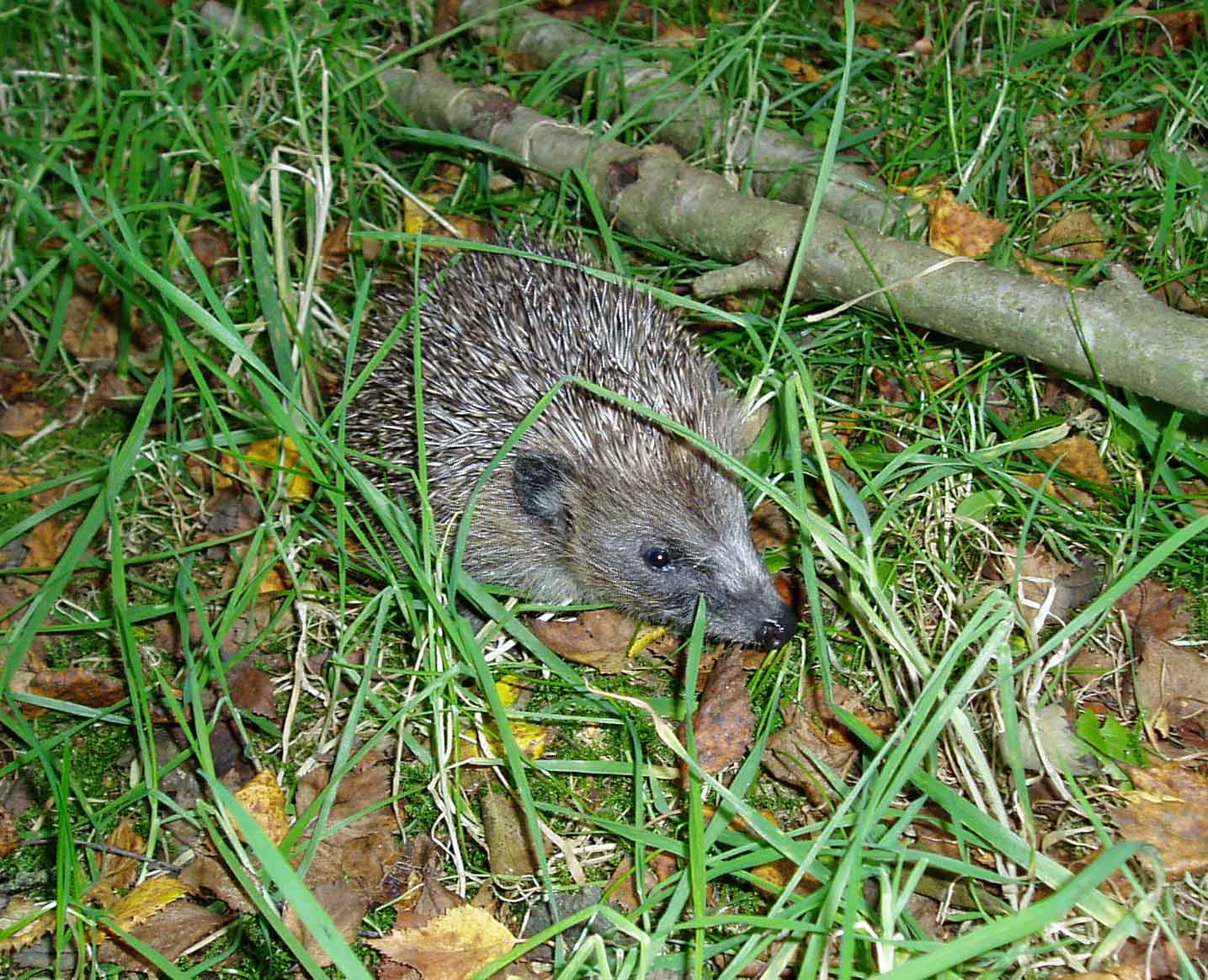 Hoglet heading back to the wild