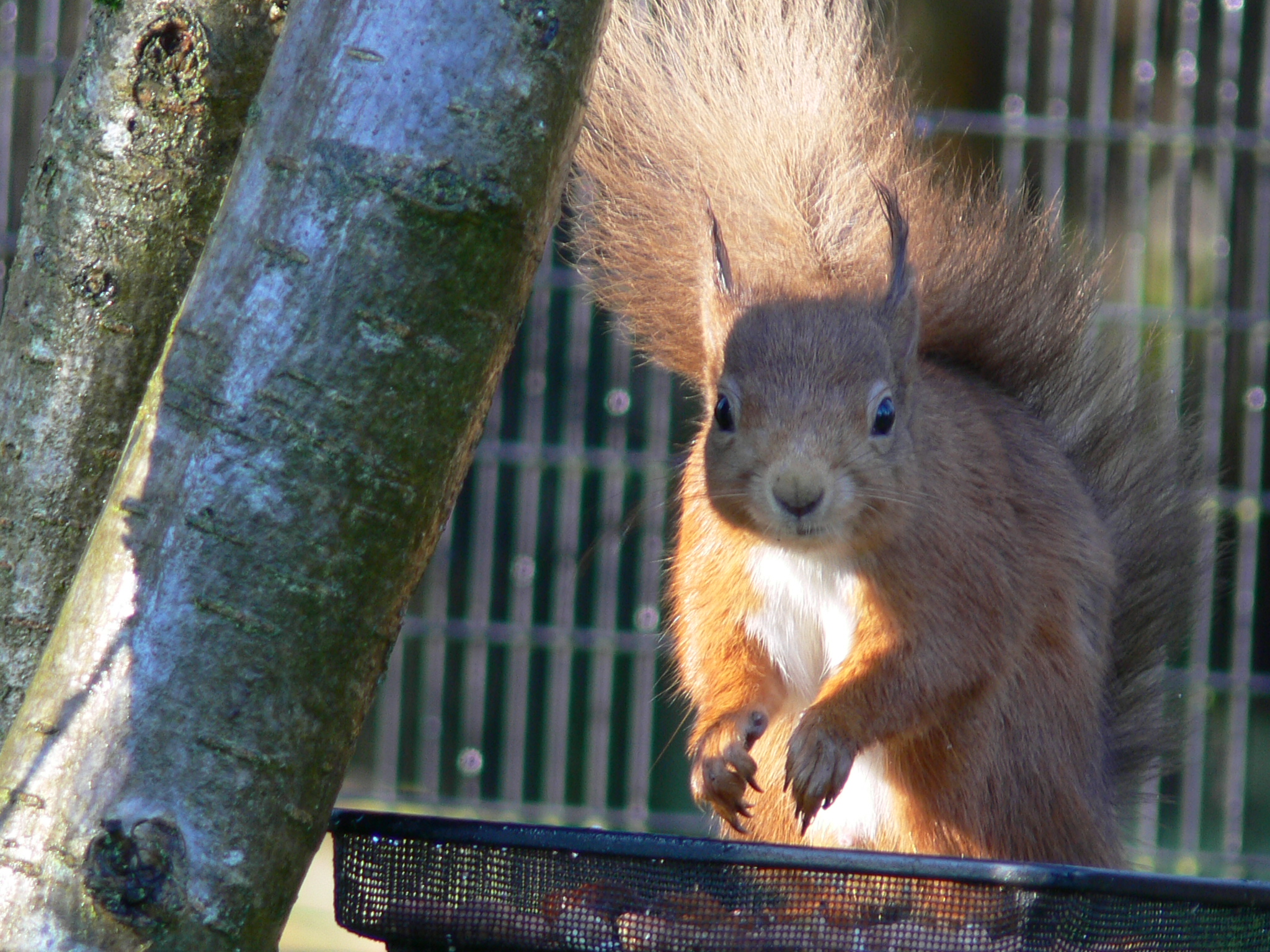 Red Squirrel Looking Ahead - October 2014