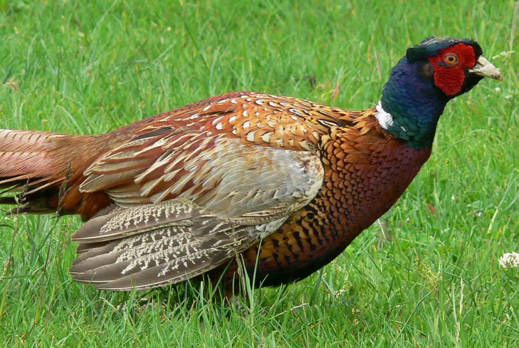 Male Pheasant - October 2012