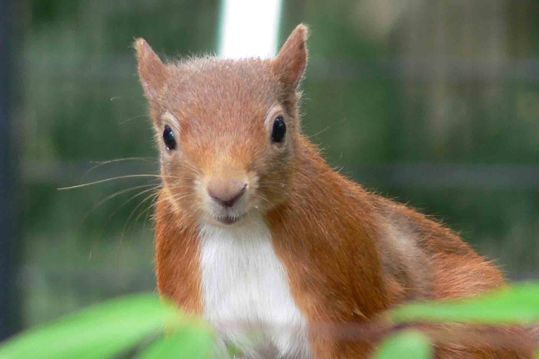 Red Squirrel - August 2012