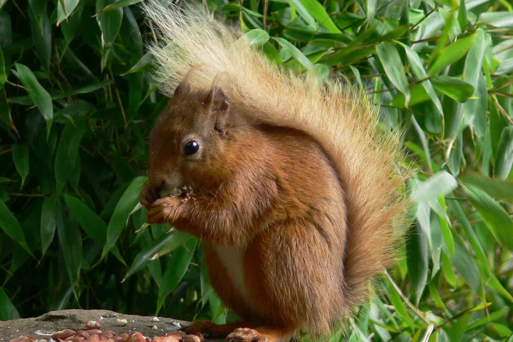 Red Squirrel - July 2012