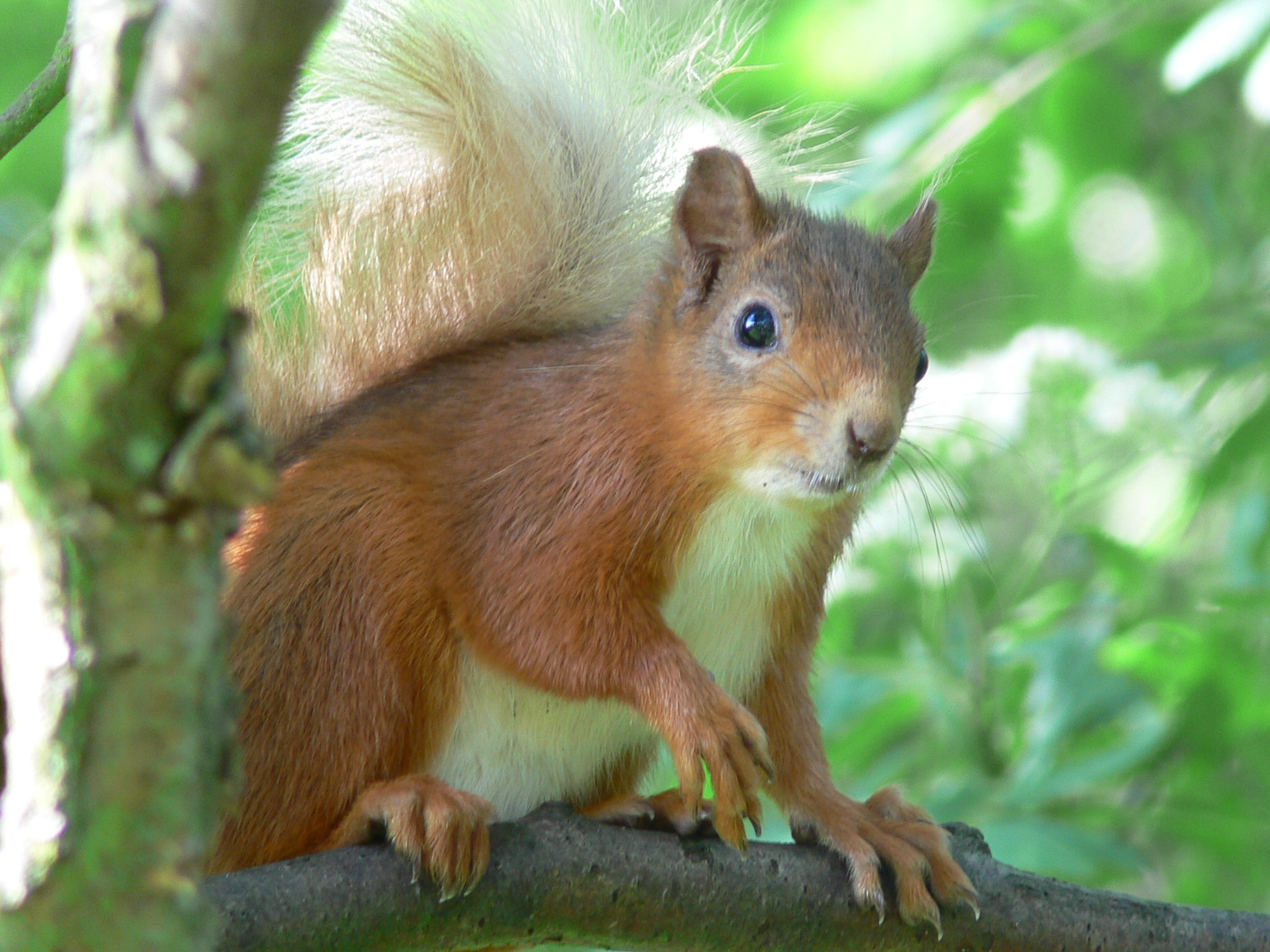 Red Squirrel up Tree - June 2014