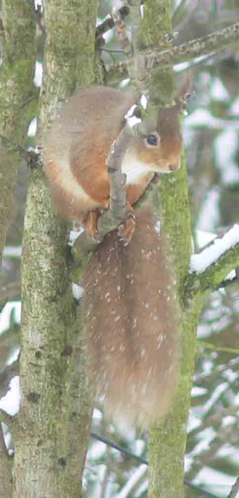 Red Squirrel - November 2012