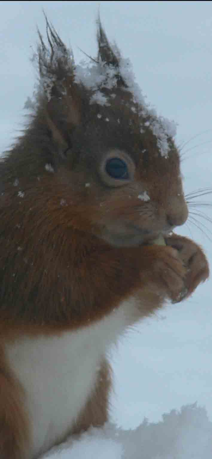 Red Squirrel - February 2012