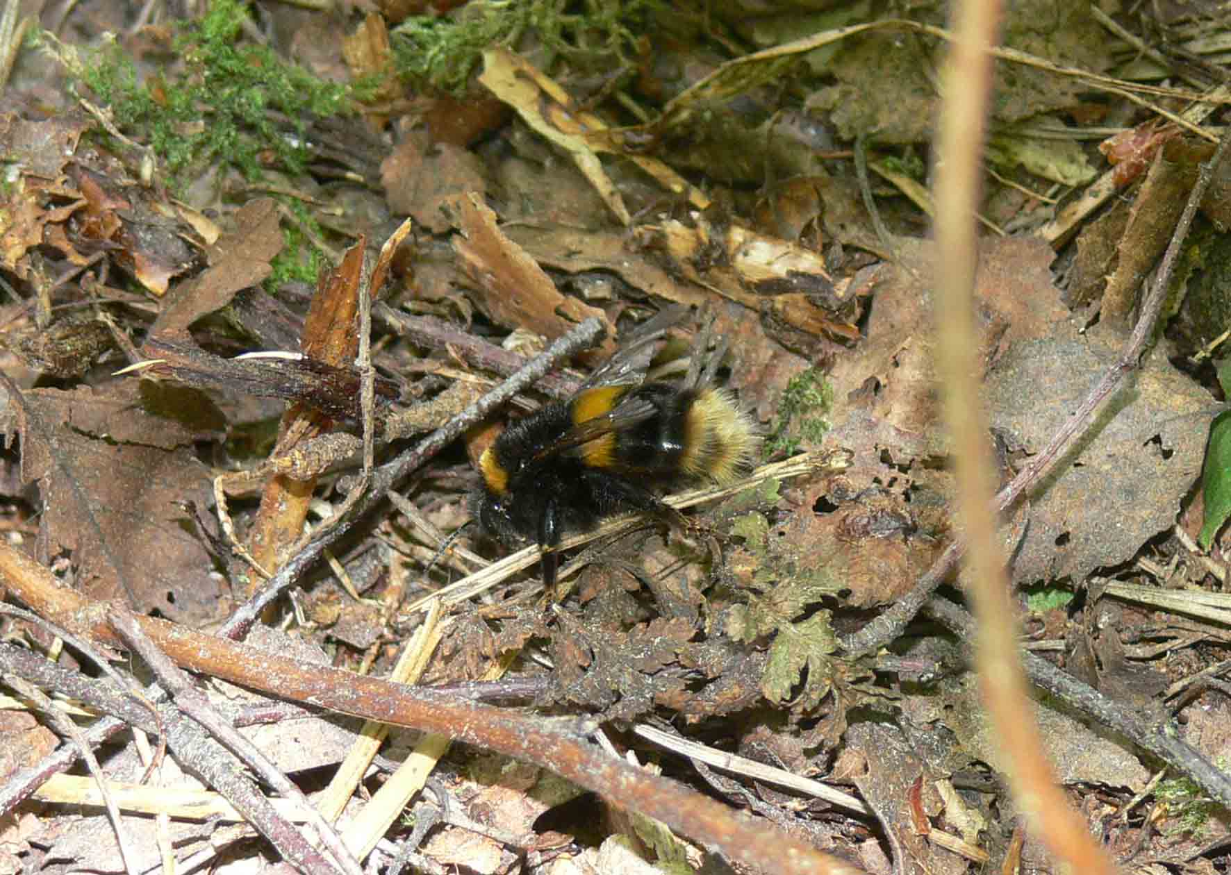 P1160046Bee-crop.jpg