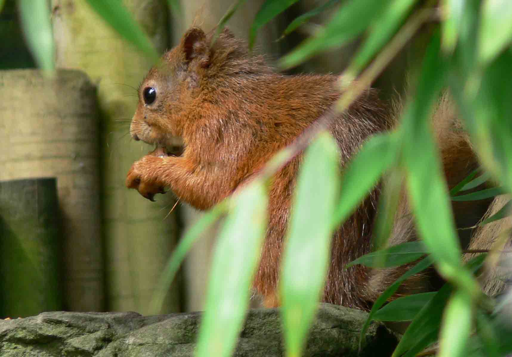 Red Squirrel - September 2012