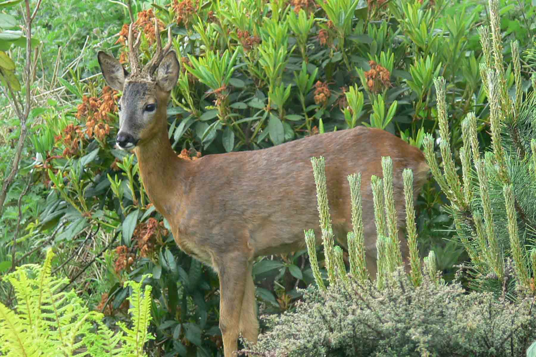 Roe Deer Stag - May 2012