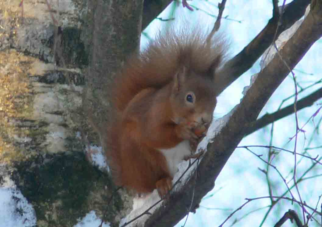 Red Squirrel - January 2012