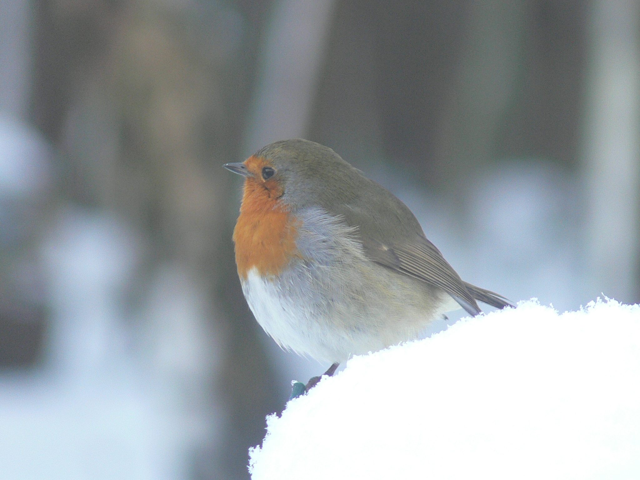 Robin Redbreast - December 2014