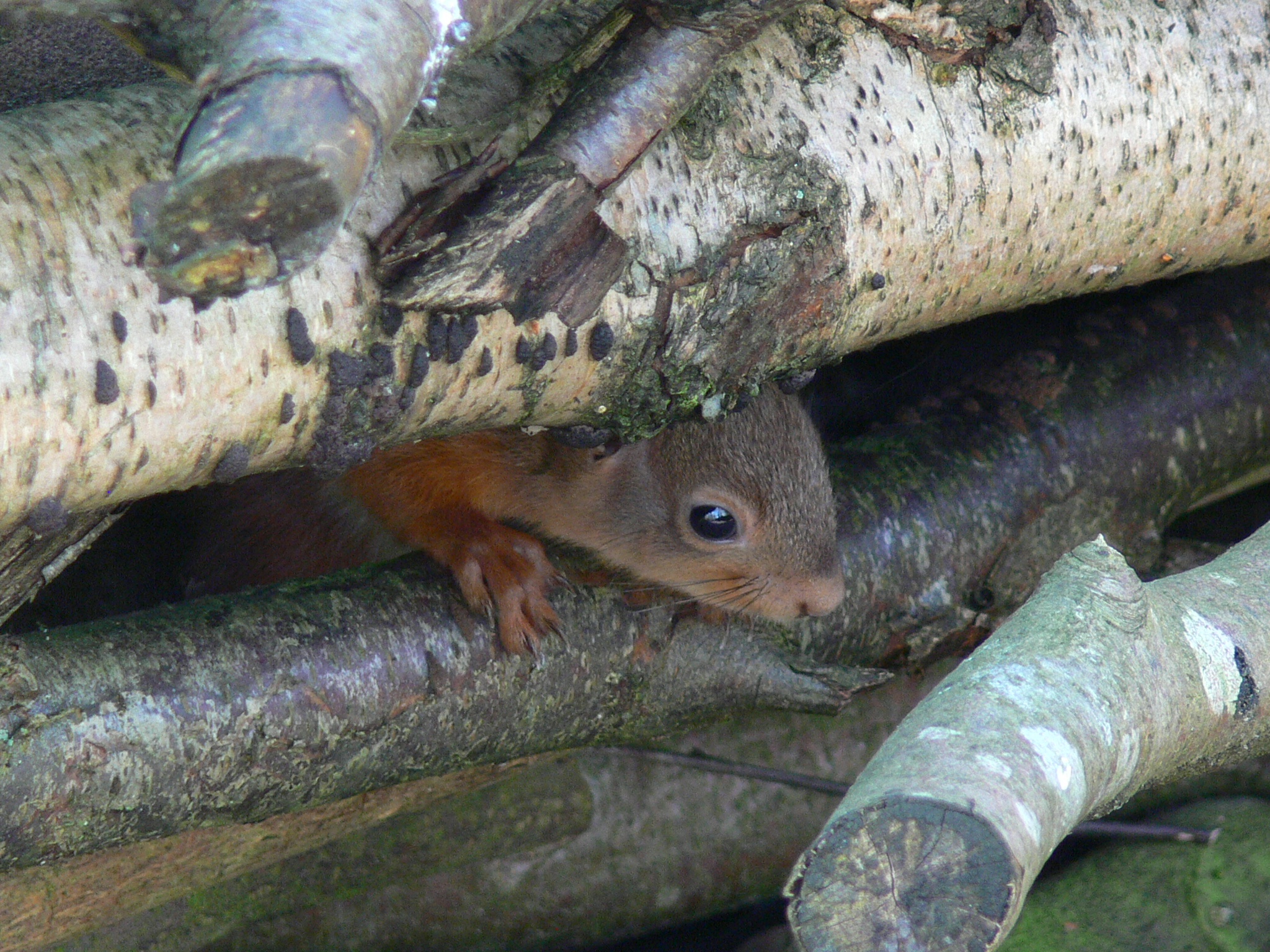 Red Squirrel - January 2014