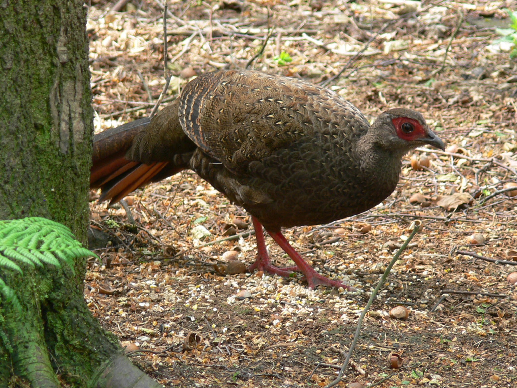 Swinhoe's Pheasant - April 2014