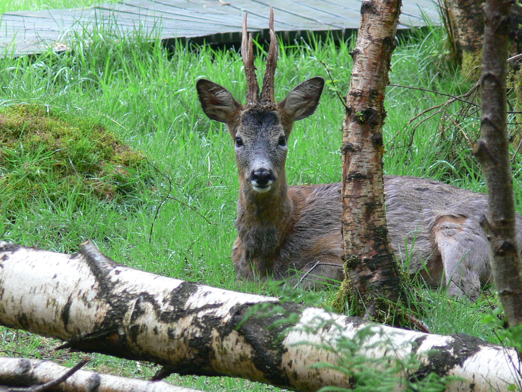 Roe Deer Stag - May 2014