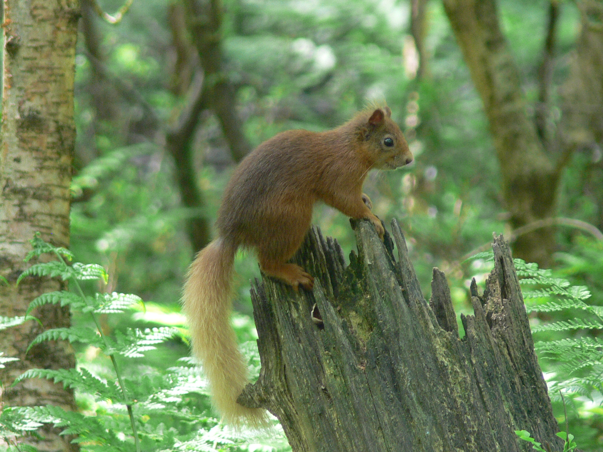 Red Squirrel on Tree Trunk - August 2014