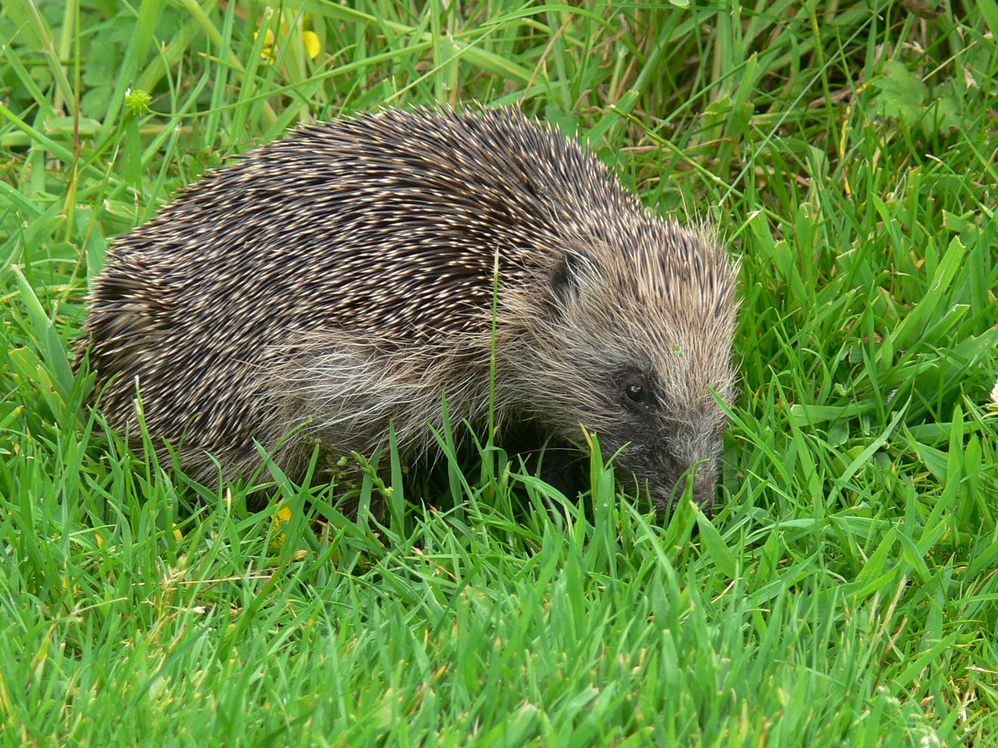 Hedgehog - September 2014