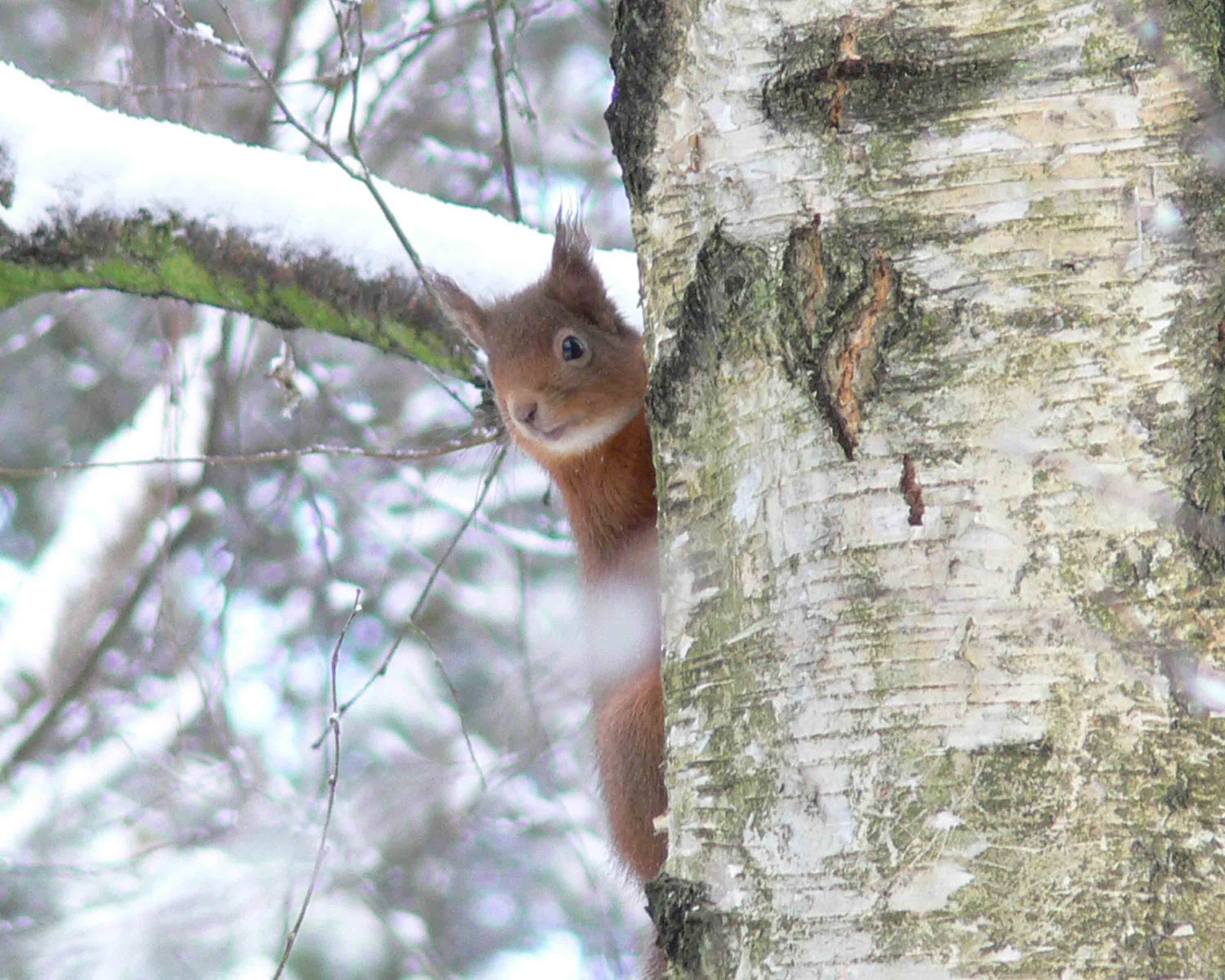 Red Squirel - December 2010