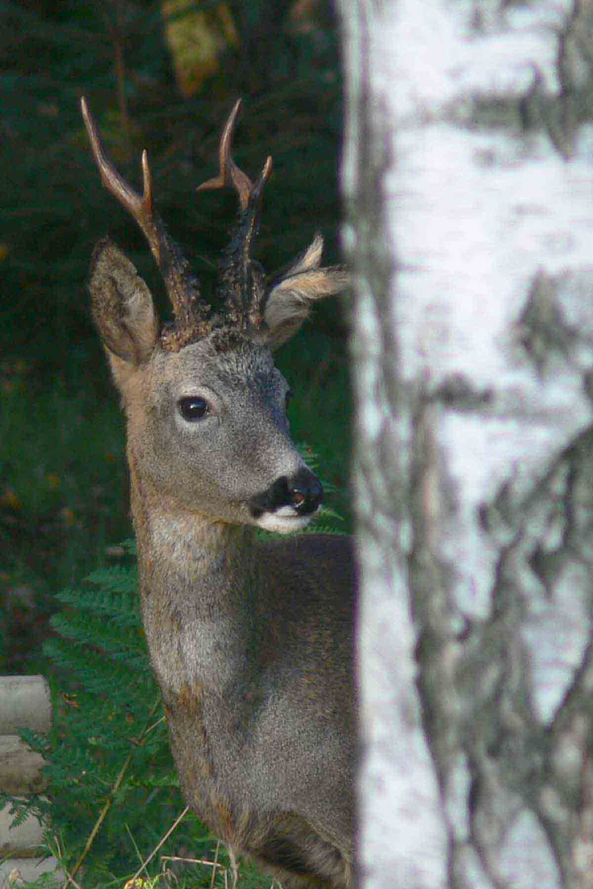 Roe Deer Stag (3 ears!) - Front Cover