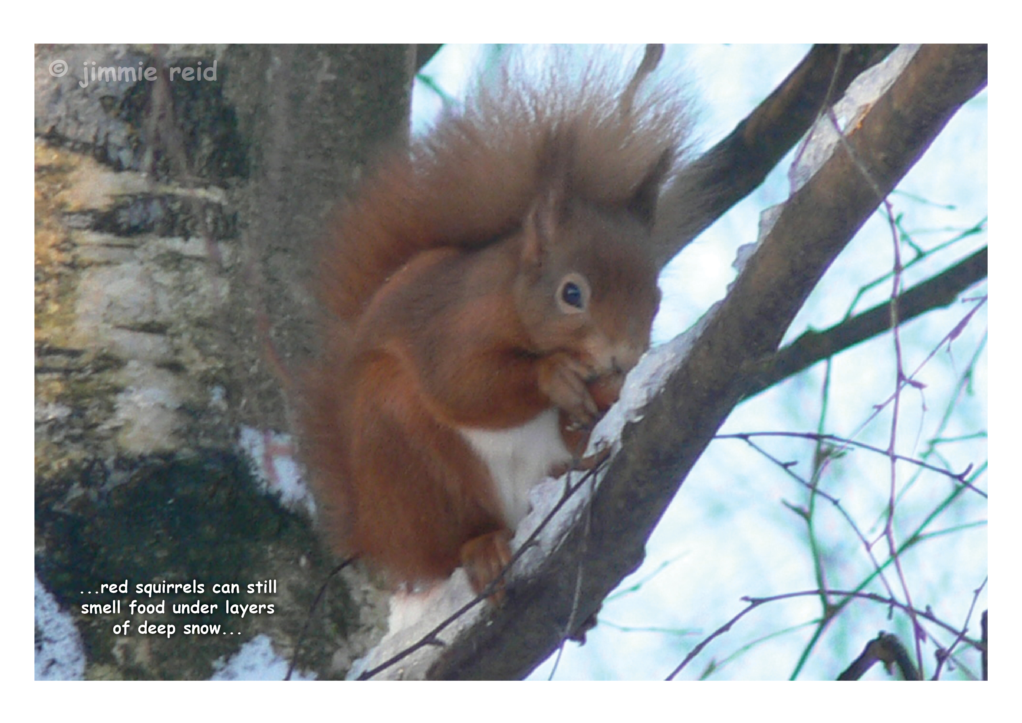 Red Squirrel in Frost - November 2014